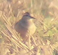 Charadrius morinellus