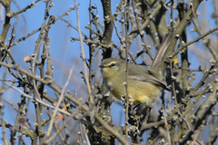 Stigmatura budytoides