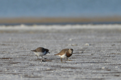 Charadrius modestus