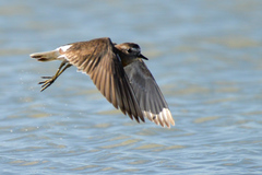 Charadrius modestus
