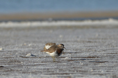 Charadrius modestus