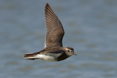 Charadrius modestus