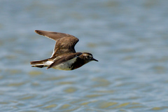 Charadrius modestus