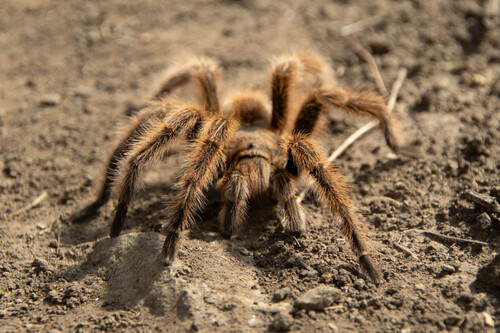 Chilean Rosehair Tarantula