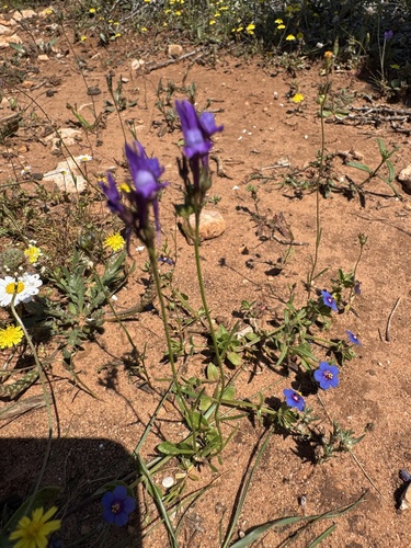 Linaria pelisseriana iNat (2)