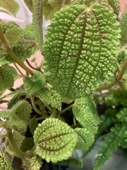 Pilea mollis