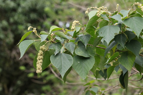 Mallotus mollissimus observed 2025-04-05