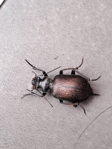 Calosoma abbreviatum