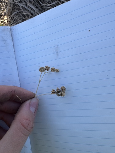 Alfalfa