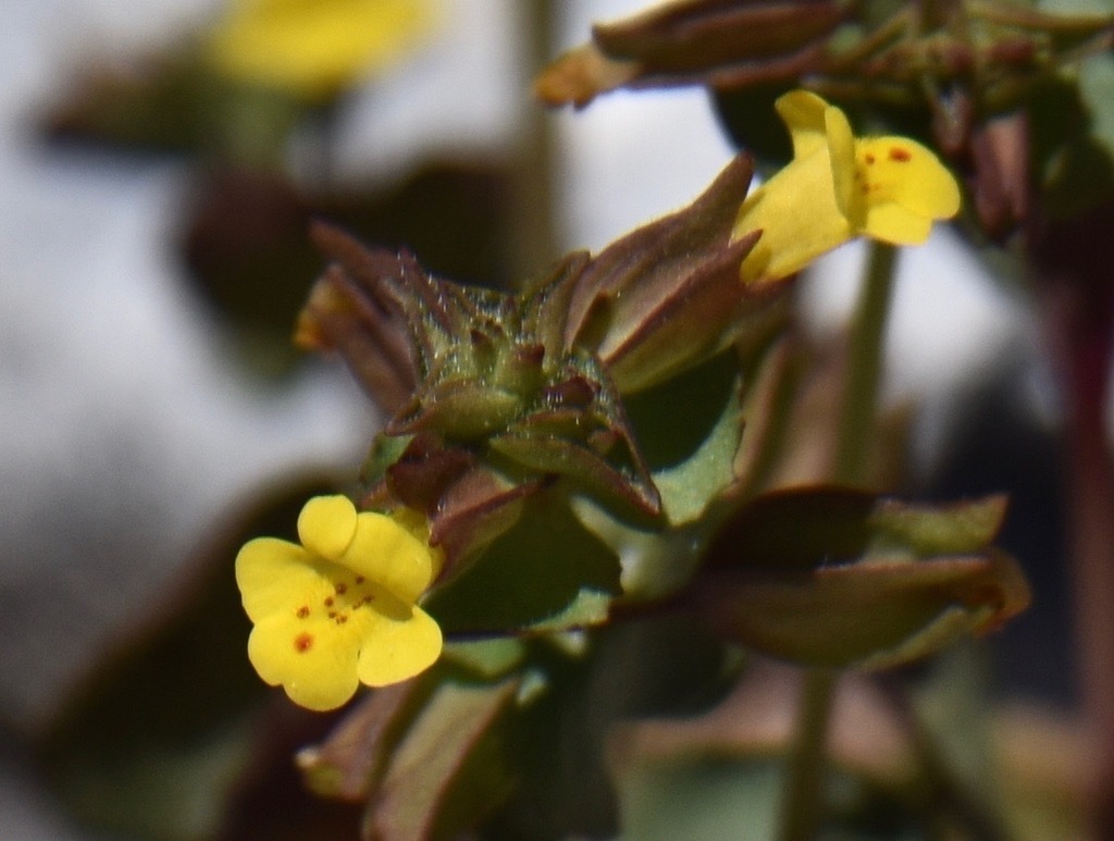 Charleston Mountain Monkeyflower