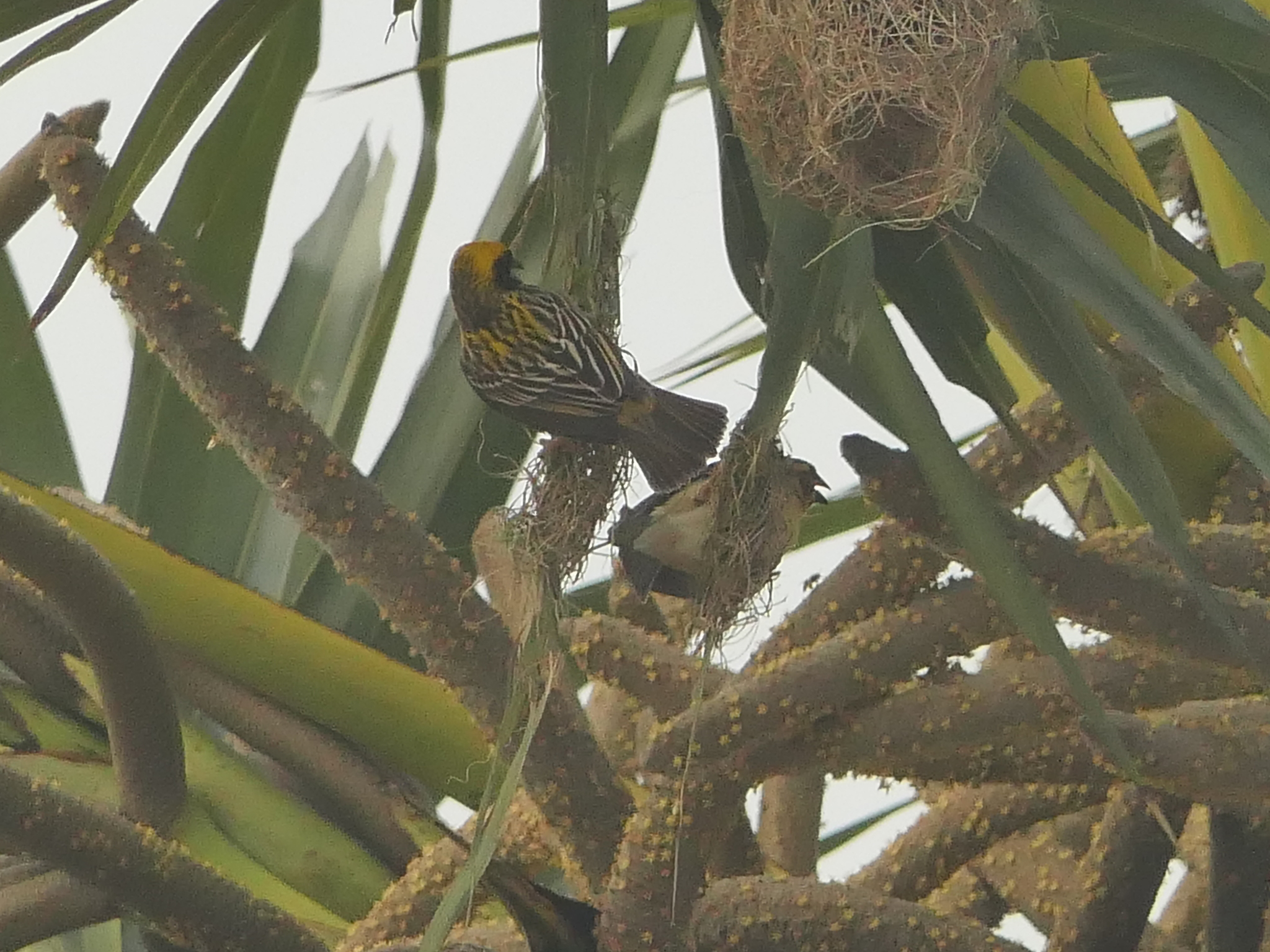 Baya Weaver