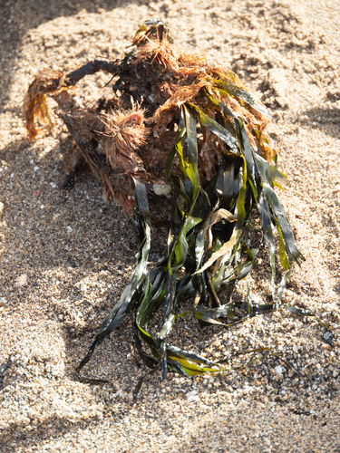 Avistamiento Posidonia oceánica