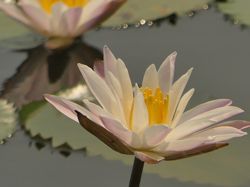 Image of Nymphaea pubescens by (c) Sagnik Dutta Roy, some rights reserved (CC BY)