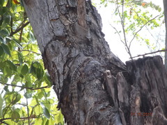 Ctenosaura oaxacana