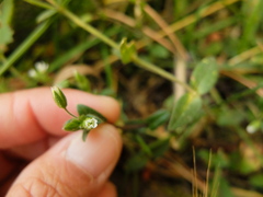 Cerastium holosteoides