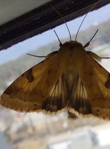 The Bordered Straw