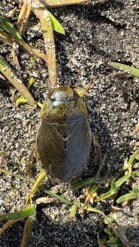 saucer bug, Scheilaan, Castricum, Noord-Holland, NL, photo 7 of 10