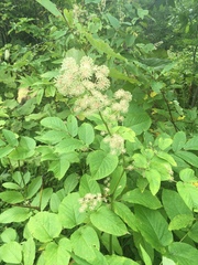 Aralia cordata