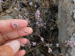 Polygonum spergulariiforme