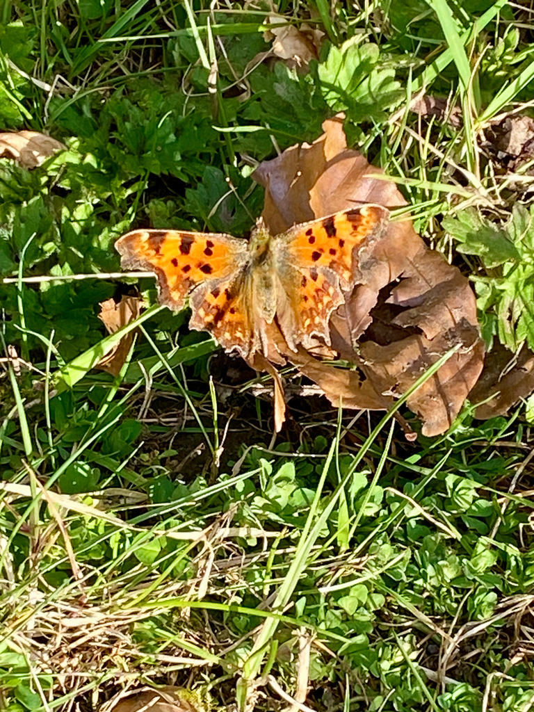 European Comma from Easter Hailes Gate, Edinburgh, Scotland, GB on ...