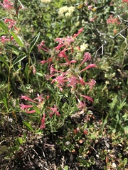 Ipomopsis aggregata attenuata