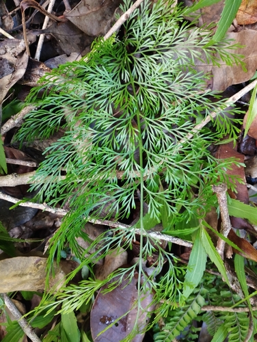 Asplenium daucifolium observed 2025-04-11