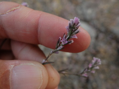 Polygonum spergulariiforme