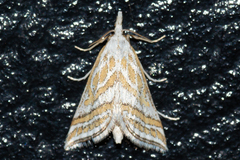 Leptosteges parthenialis