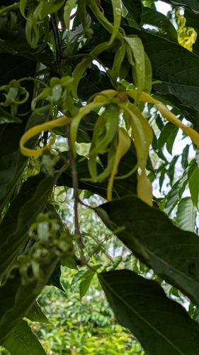 Cananga odorata