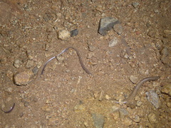 Rena humilis humilis