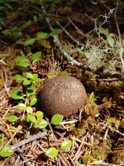Lycoperdon nigrescens