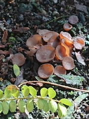 Ciborinia camelliae