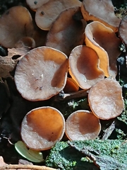 Ciborinia camelliae
