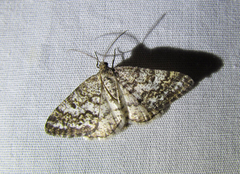 Eufidonia convergaria