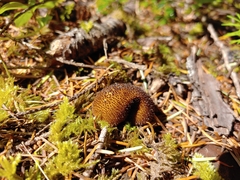 Lycoperdon nigrescens