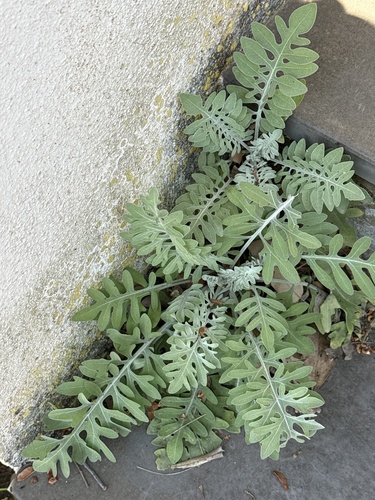 Centaurea cineraria