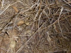 Rena humilis humilis