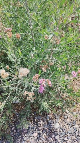 Image of Tessaria absinthioides by no rights reserved