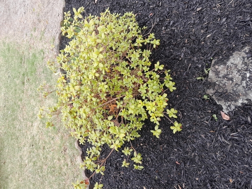 Sedum makinoi iNat (3)