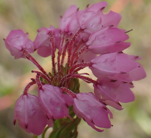 Image of Cube Heath (Erica cubica) by (c) Nicola van Berkel, some rights reserved (CC BY-SA)
