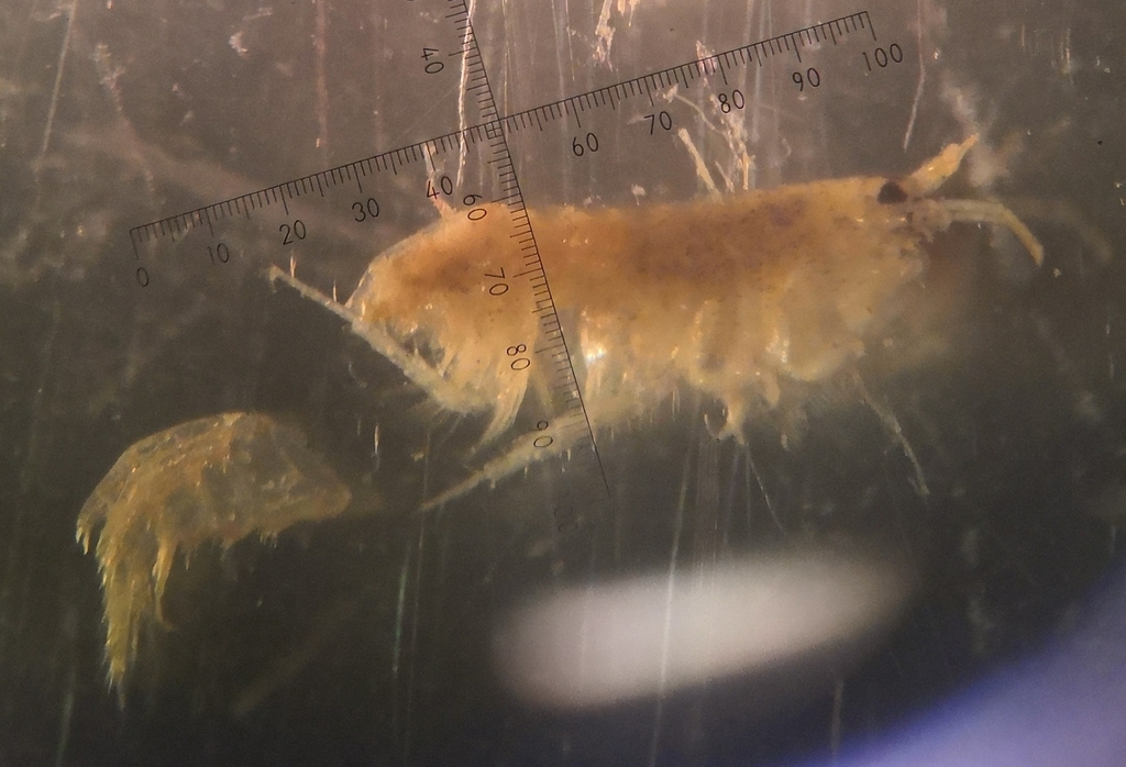 Bathyporeia pilosa