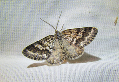 Eufidonia convergaria