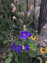 Platycodon grandiflorus