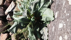 Rumex aquaticus