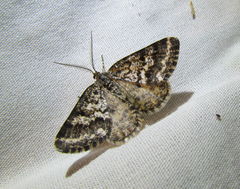 Eufidonia convergaria