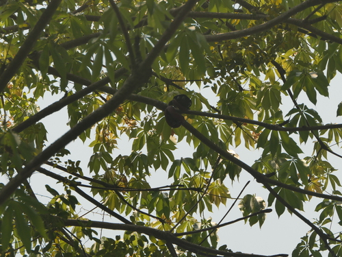 Image of Sterculia foetida by (c) Sagnik Dutta Roy, some rights reserved (CC BY)