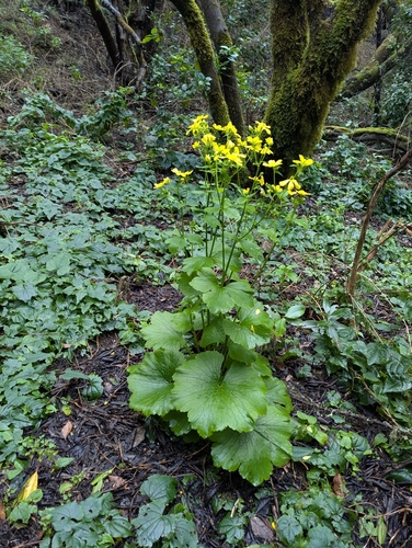 Image of Ranunculus cortusifolius by (c) Sam Thomas, some rights reserved (CC BY)