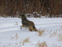 Canis latrans thamnos