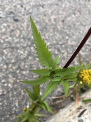 Bidens frondosa