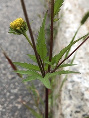 Bidens frondosa